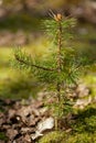 Yoing twig of tree pine in forest Royalty Free Stock Photo