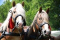 Yoiung stallions ready for farm worki rural scene Royalty Free Stock Photo