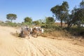 A yoke of running oxen on a dusty road Royalty Free Stock Photo