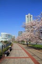 Yokohama Landmark Tower and the cherry blossoms