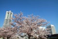 Yokohama Landmark Tower and the cherry blossoms