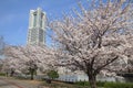 Yokohama Landmark Tower and the cherry blossoms