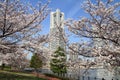 Yokohama Landmark Tower and the cherry blossoms