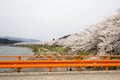 Yokomachi Bridge and fully bloomed cherry blossoms along Hinokinai River,Kakunodate,Akita,Tohoku,Japan in spring.selective focus