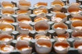 Yolks in a carton of eggs Royalty Free Stock Photo