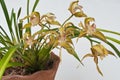 Yollow orchid Royalty Free Stock Photo
