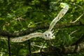 Young barn owl taking flight in forest Royalty Free Stock Photo