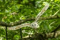 Young barn owl taking flight in forest Royalty Free Stock Photo