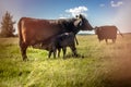 Yong black angus calf sucking milk on grass in sunny day