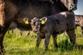 Yong black angus calf sucking milk and splashing slobber on grass in sunny day.