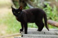 Yong black cat standing on the slate in summer sunny garden Royalty Free Stock Photo