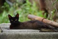 Yong black cat standing on the slate in summer sunny garden Royalty Free Stock Photo