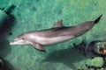 Bottle-nose dolphin is swimming along