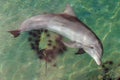 Bottle-nose dolphin is swimming along