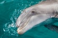 The yong Bottlenose dolphin is swimming in red sea