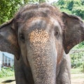 Yong elephant head close up Royalty Free Stock Photo