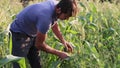 Yong farmer ollecting the corn cob on the sweetcorn field of organic eco farm