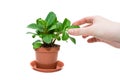Yong girl's hand touching leaf of a plant in flowerpot