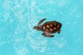 Yong ocean turtle sims in the blue water