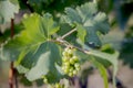 Yong and Ripe grapes on vine at wineyard before harvesting Royalty Free Stock Photo