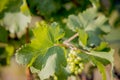 grape leaf with young grapes on vine as background at wineyard before harvesting Royalty Free Stock Photo