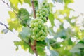 Yong and Ripe grapes on vine at wineyard before harvesting Royalty Free Stock Photo