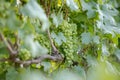 Yong and Ripe grapes on vine at wineyard before harvesting Royalty Free Stock Photo