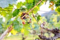 Yong and Ripe grapes on vine at wine yard before harvesting Royalty Free Stock Photo