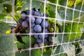 Ripe grapes on vine at wine yard before harvesting Royalty Free Stock Photo