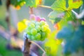 Young and Ripe grapes on vine at wine yard before harvesting Royalty Free Stock Photo