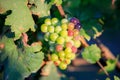 Young and Ripe grapes on vine at wineyard before harvesting Royalty Free Stock Photo