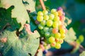 Young and Ripe grapes on vine at wineyard before harvesting Royalty Free Stock Photo