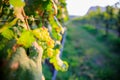 Young and Ripe grapes on vine at wineyard before harvesting Royalty Free Stock Photo