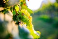 Young and Ripe grapes on vine at wineyard before harvesting Royalty Free Stock Photo