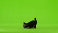 Yorick holds a toy in his mouth and runs away. Green screen. Slow motion