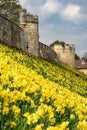 York city walls with Springtime daffodils and copy space