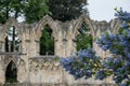 Arches in the ruins of St Mary`s Church in York, UK, with trees in the background and blue ceanothus flowers in the foreground.