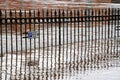 York floods Royalty Free Stock Photo