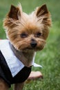 Yorki portrait Royalty Free Stock Photo