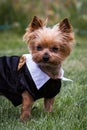 Yorki portrait Royalty Free Stock Photo