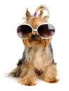 Yorkie Royalty Free Stock Photo