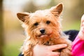 Yorkie being hold by dog mama Royalty Free Stock Photo