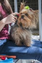 Yorkie with bow Royalty Free Stock Photo