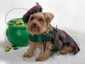 Yorkie Dog celebrates Saint Patrick's Day Royalty Free Stock Photo