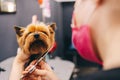 Yorkie dog haircut. A groomer trims a dog& x27;s coat. Royalty Free Stock Photo
