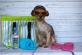 Yorkie dog ready to go to the beach with his cap and his glasses Royalty Free Stock Photo