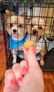 Yorkie dogs in crate after grooming wanting snack