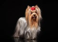 Yorkie female dog on black background Royalty Free Stock Photo