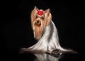 Yorkie female dog on black background Royalty Free Stock Photo