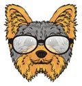 Yorkie in glasses